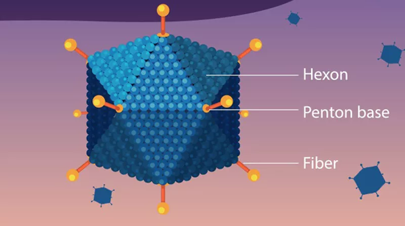 Bệnh do virus Adeno từng bùng phát thành dịch tại Việt Nam